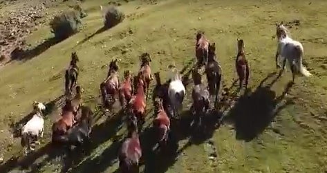 Motosikletiyle yarıştığı yılkı atlarının öldürülmesine tepki gösterdi
