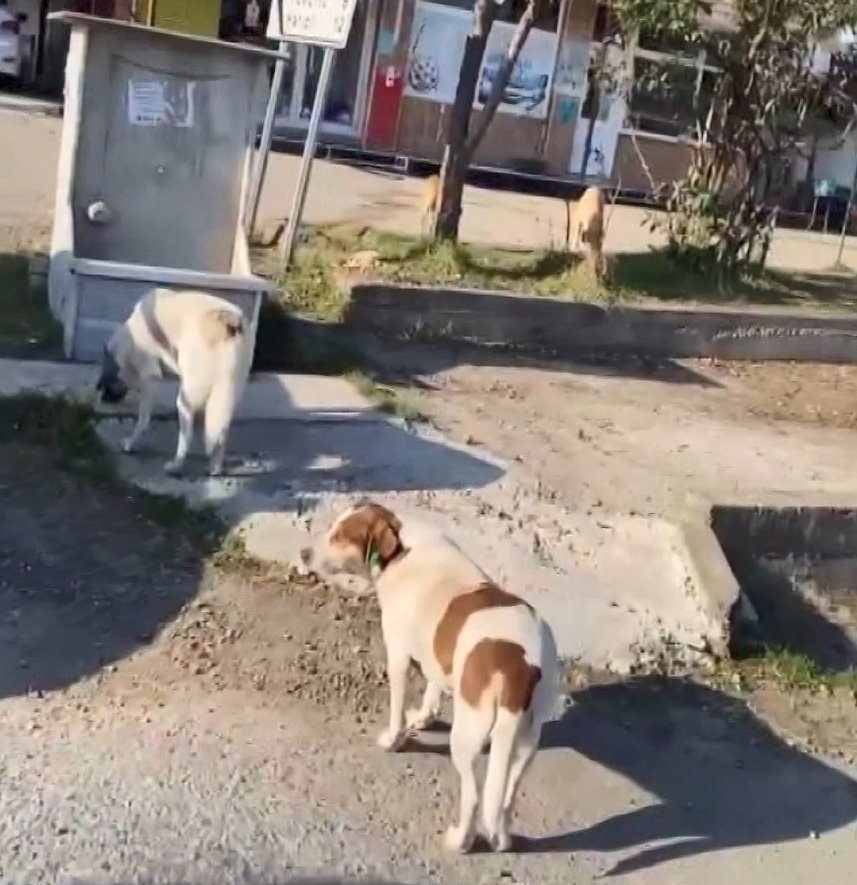 Sokak hayvanlarını besleyen kadına tepki gösterdiler