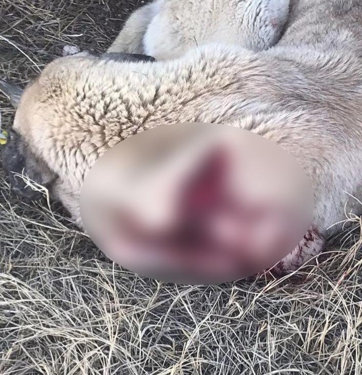 Üzerine doğru koşan sokak köpeğini rambo bıçağıyla yaraladı