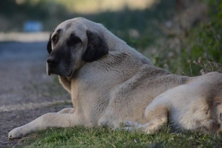 Üzerine doğru koşan sokak köpeğini rambo bıçağıyla yaraladı