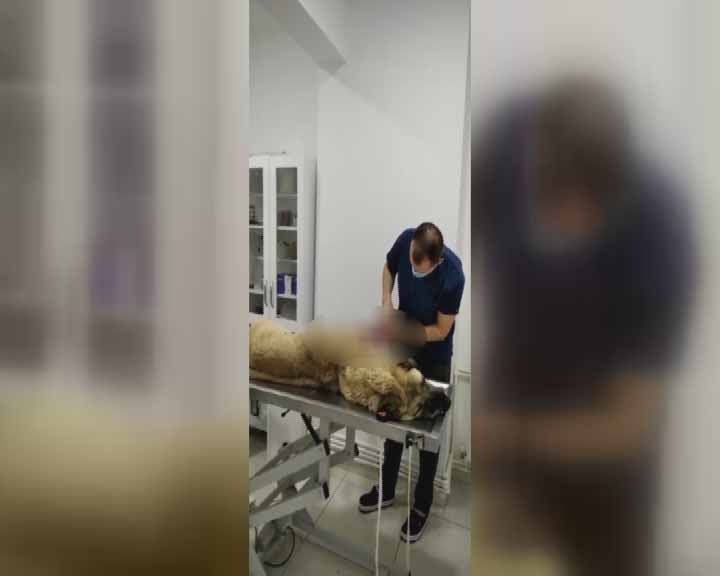 Üzerine doğru koşan sokak köpeğini rambo bıçağıyla yaraladı