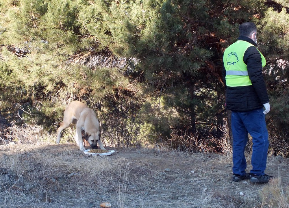 Yozgat'ta sokak hayvanları için mama bırakıldı