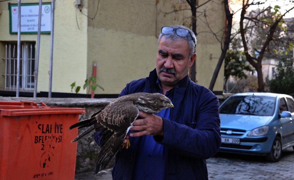 Tarlada bulunan kızıl şahin tedaviye alındı
