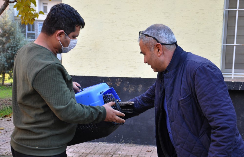 Tarlada bulunan kızıl şahin tedaviye alındı