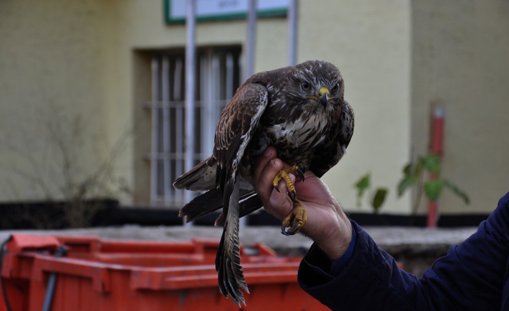 Tarlada bulunan kızıl şahin tedaviye alındı