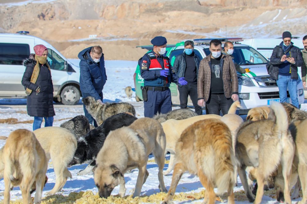 Van'da, kısıtlamada can dostlar unutulmadı