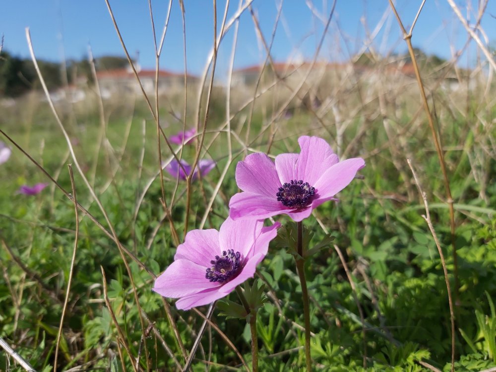 Datça'da baharın müjdecisi olarak bilinen anemonlar açtı