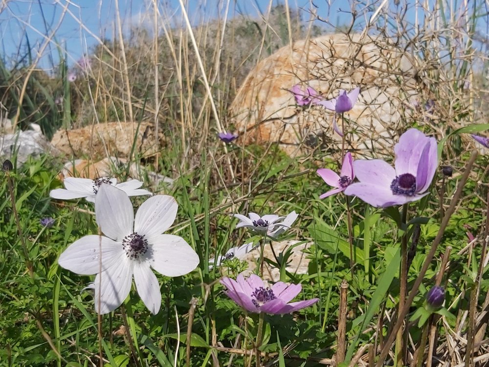 Datça'da baharın müjdecisi olarak bilinen anemonlar açtı