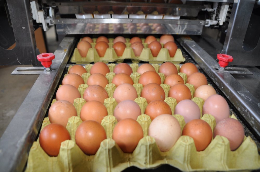 Pandemide yumurtaya talep yüzde 100 arttı