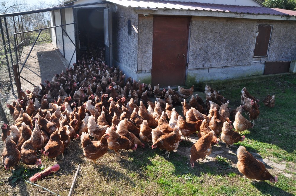 Pandemide yumurtaya talep yüzde 100 arttı