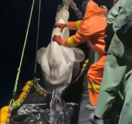 Balıkçıların ağına dev 'ay balığı' takıldı
