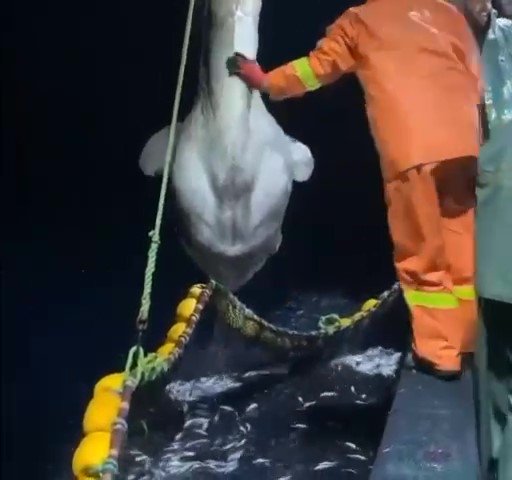Balıkçıların ağına dev 'ay balığı' takıldı
