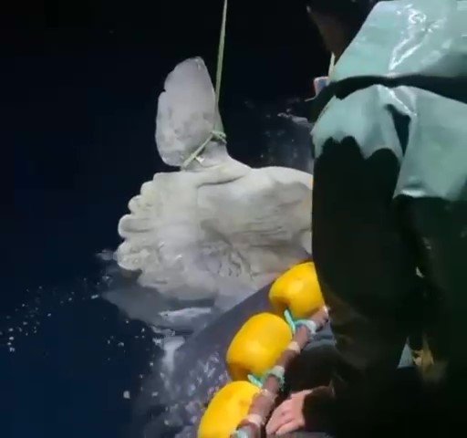 Balıkçıların ağına dev 'ay balığı' takıldı