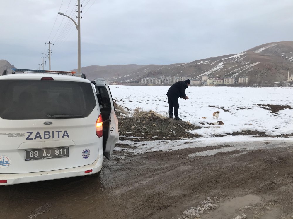 Bayburt sokak hayvanları unutmuyor