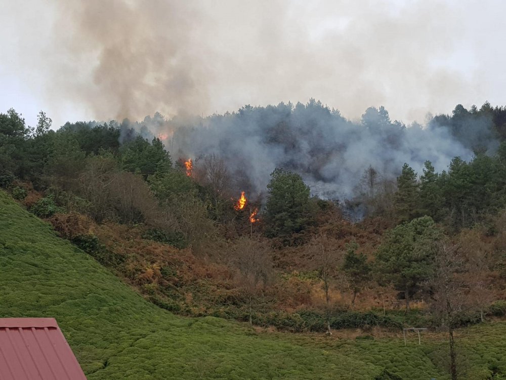 Doğu Karadeniz’de, 4 ilde, 23 noktada yangın; ekipler müdahale ediyor  