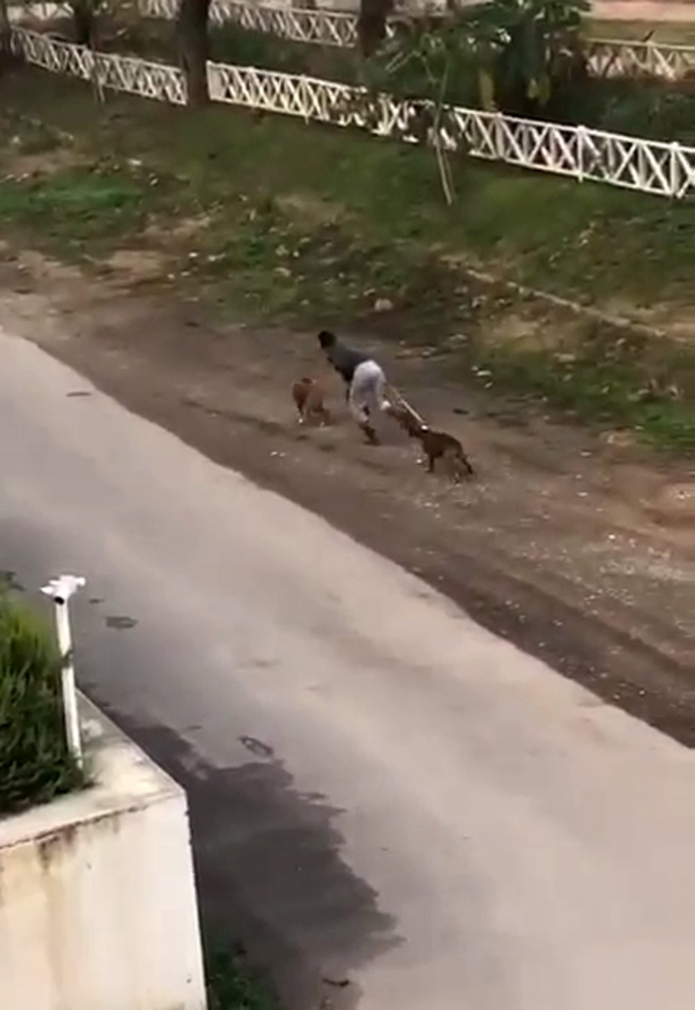 Köpeğe şiddet uygulayan kadından: Köpek döven ben, kediyi kurtaran da ben