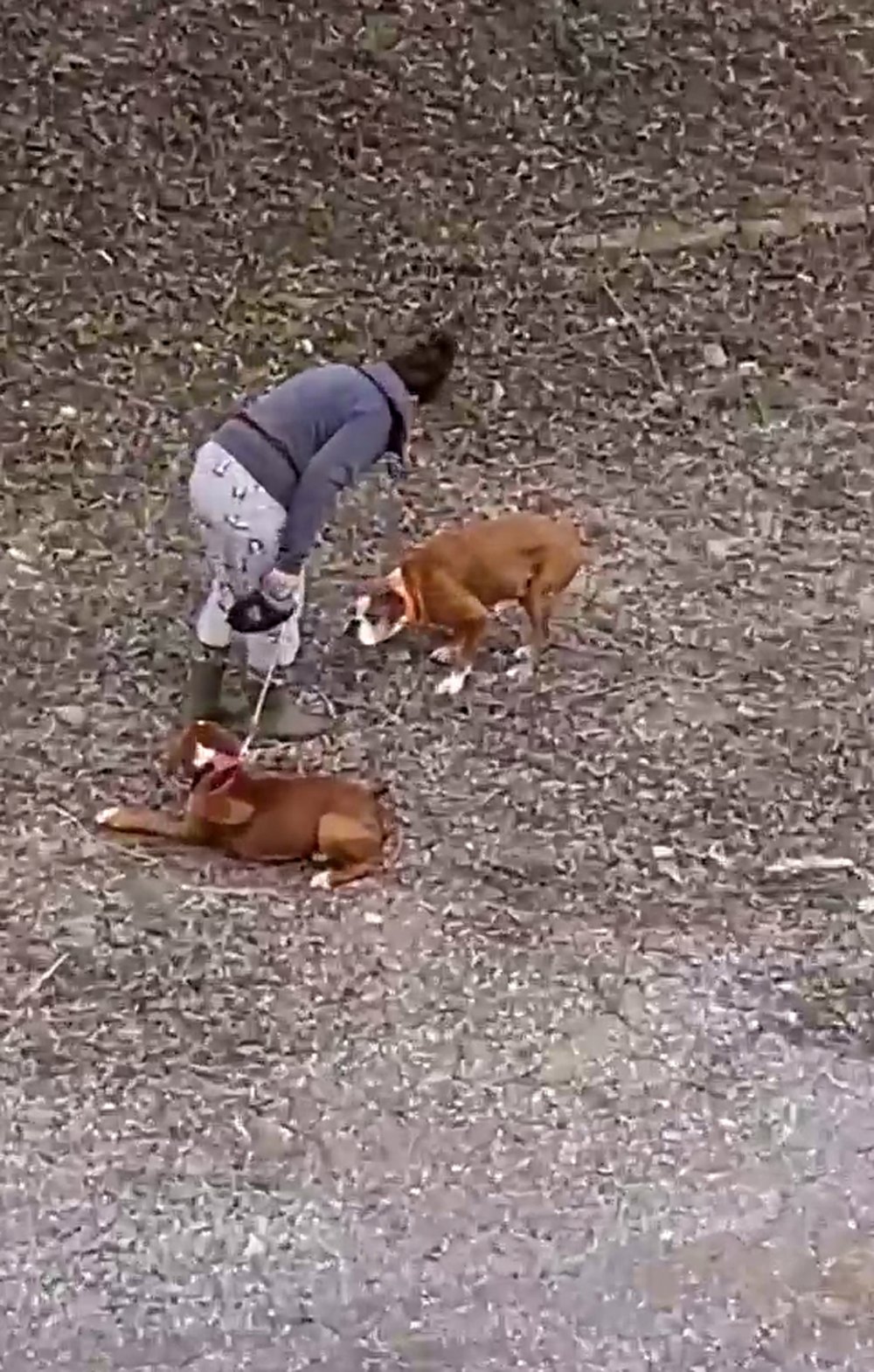 Köpeğe şiddet uygulayan kadından: Köpek döven ben, kediyi kurtaran da ben
