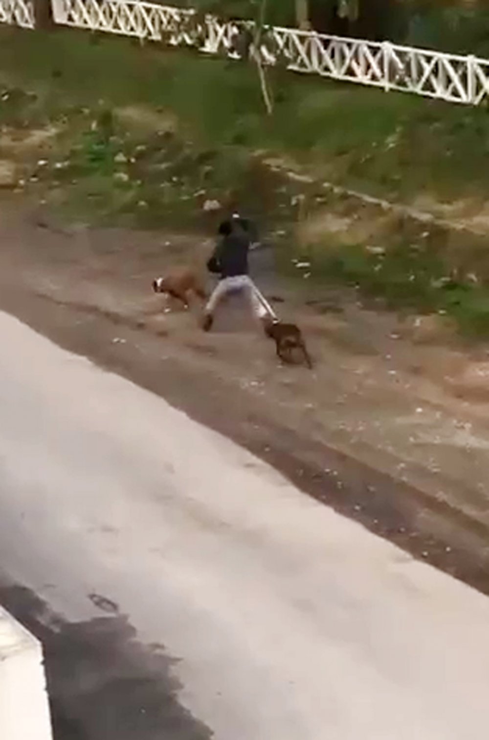 Köpeğe şiddet uygulayan kadından: Köpek döven ben, kediyi kurtaran da ben