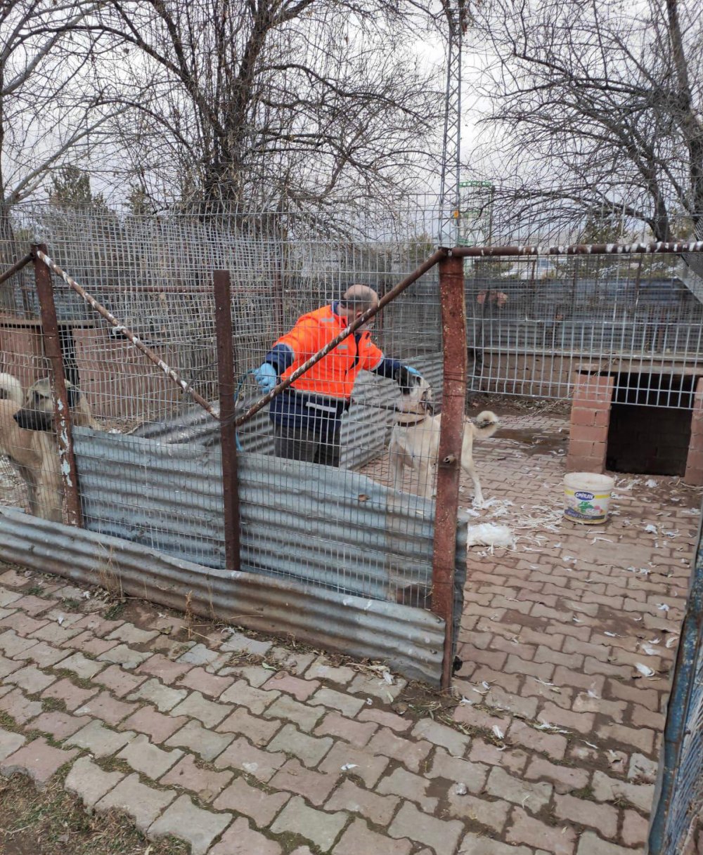 Köpek dövüştüren çiftlik sahibine 26 bin lira ceza