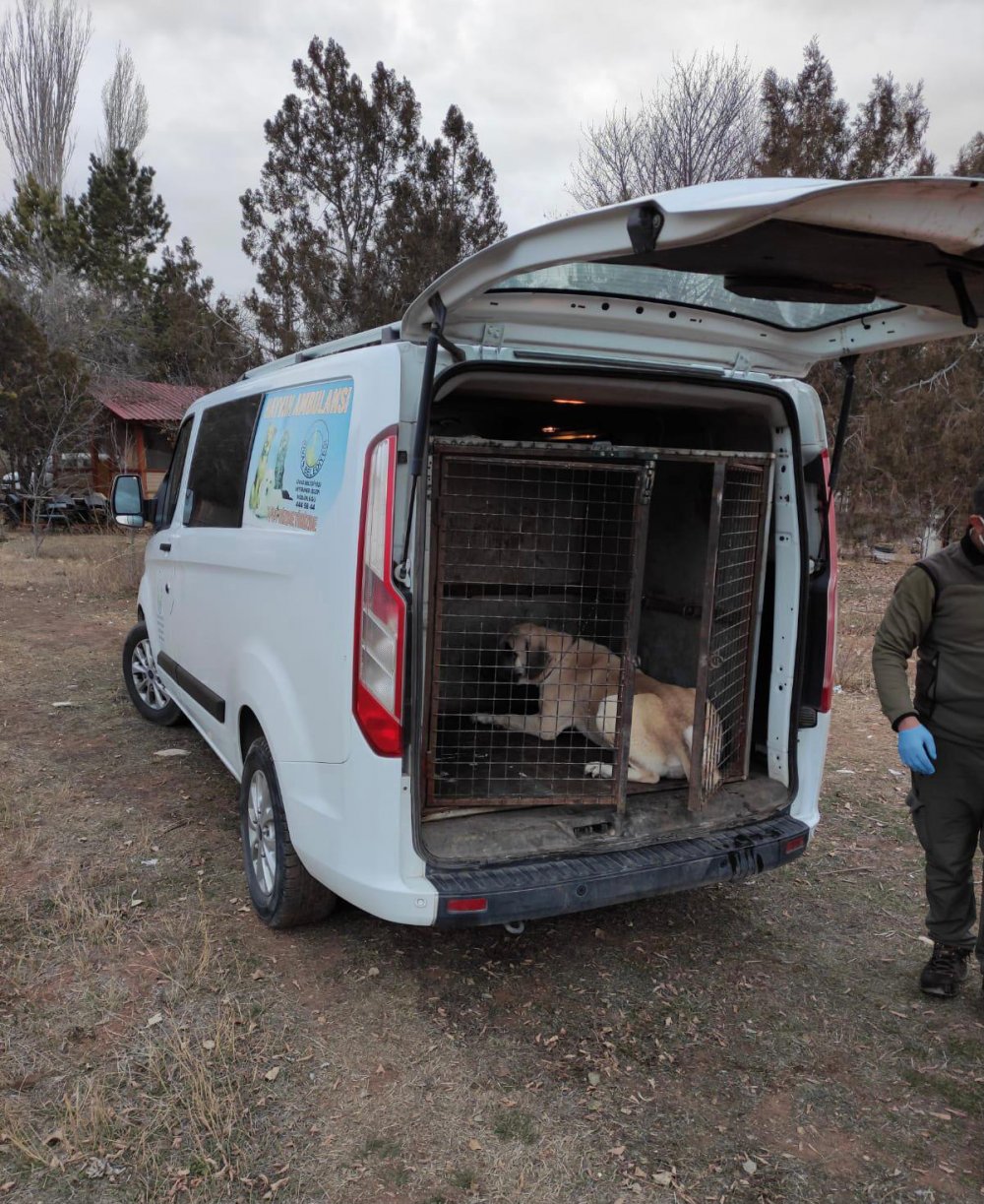 Köpek dövüştüren çiftlik sahibine 26 bin lira ceza