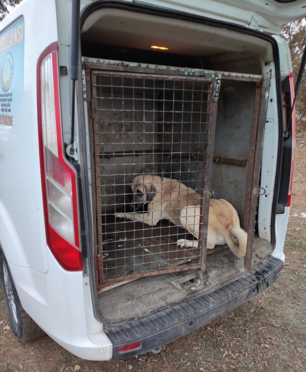 Köpek dövüştüren çiftlik sahibine 26 bin lira ceza