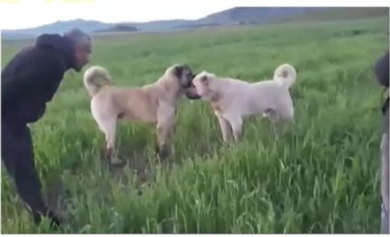Köpek dövüştüren çiftlik sahibine 26 bin lira ceza