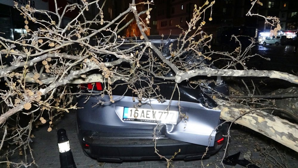 Lodos etkisini artırdı, 60 yıllık çınar ağacı 2 otomobilin üzerine devrildi