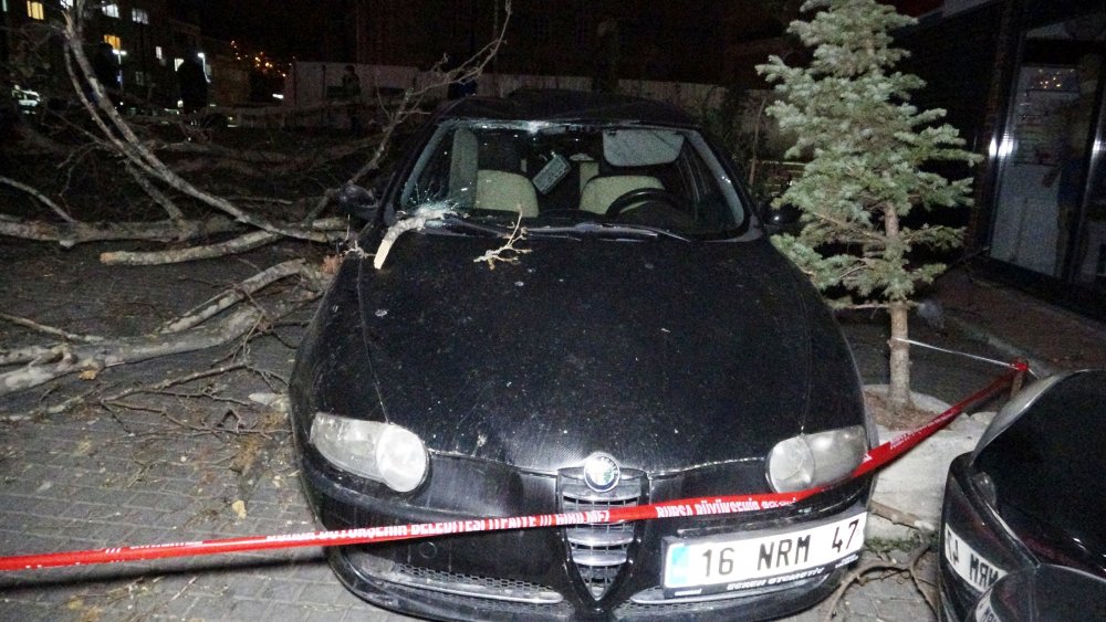 Lodos etkisini artırdı, 60 yıllık çınar ağacı 2 otomobilin üzerine devrildi