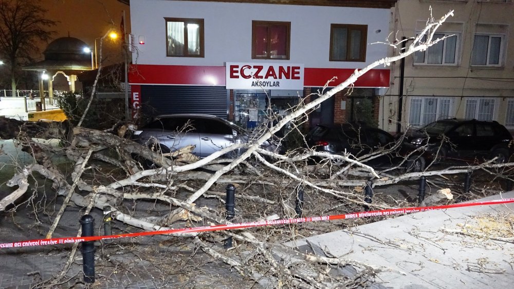 Lodos etkisini artırdı, 60 yıllık çınar ağacı 2 otomobilin üzerine devrildi
