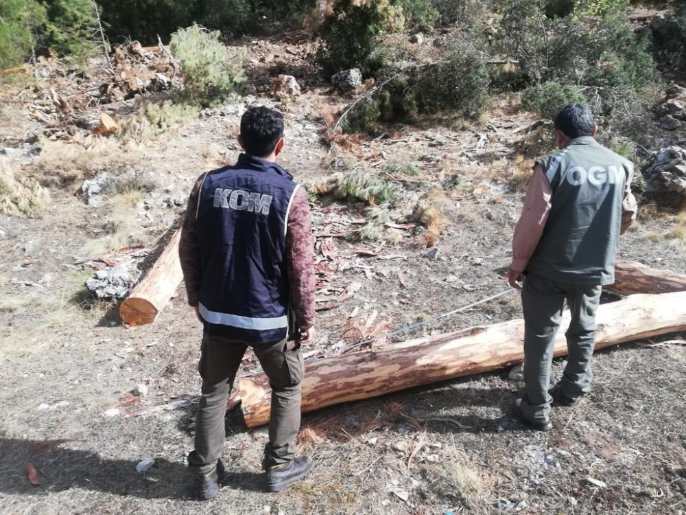 Muğla'da orman ihalesinde usulsüzlük soruşturmasında 4 gözaltı
