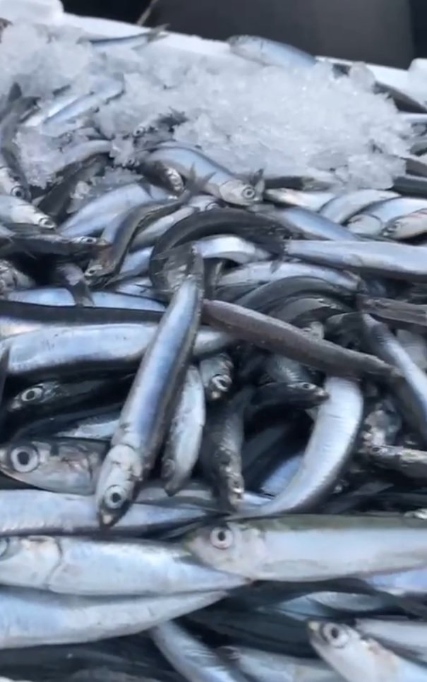 Ordu balık halinde buzhane hamsilerine yoğun talep