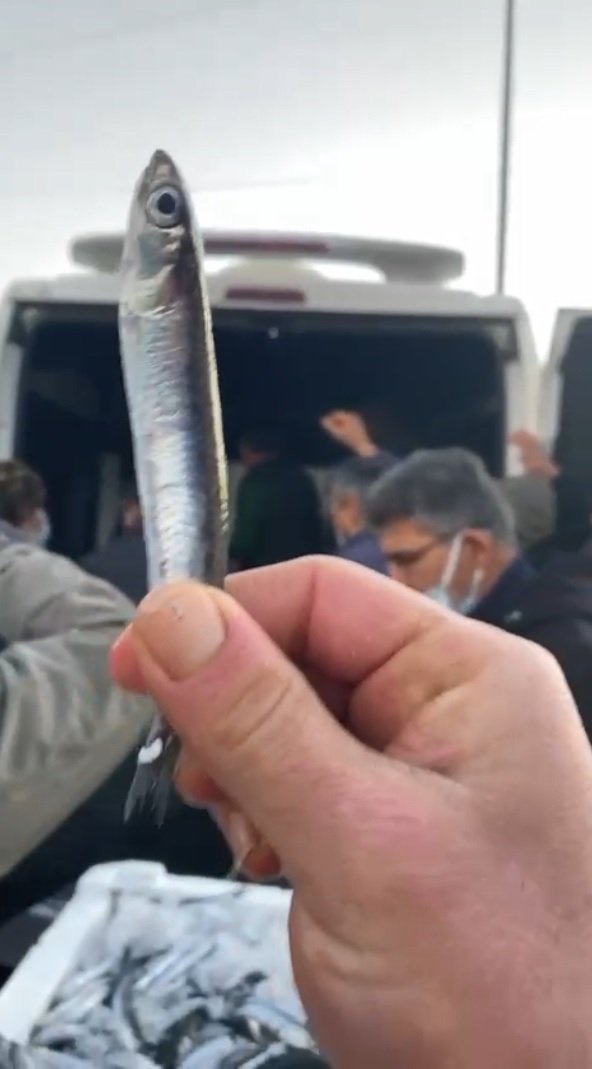 Ordu balık halinde buzhane hamsilerine yoğun talep