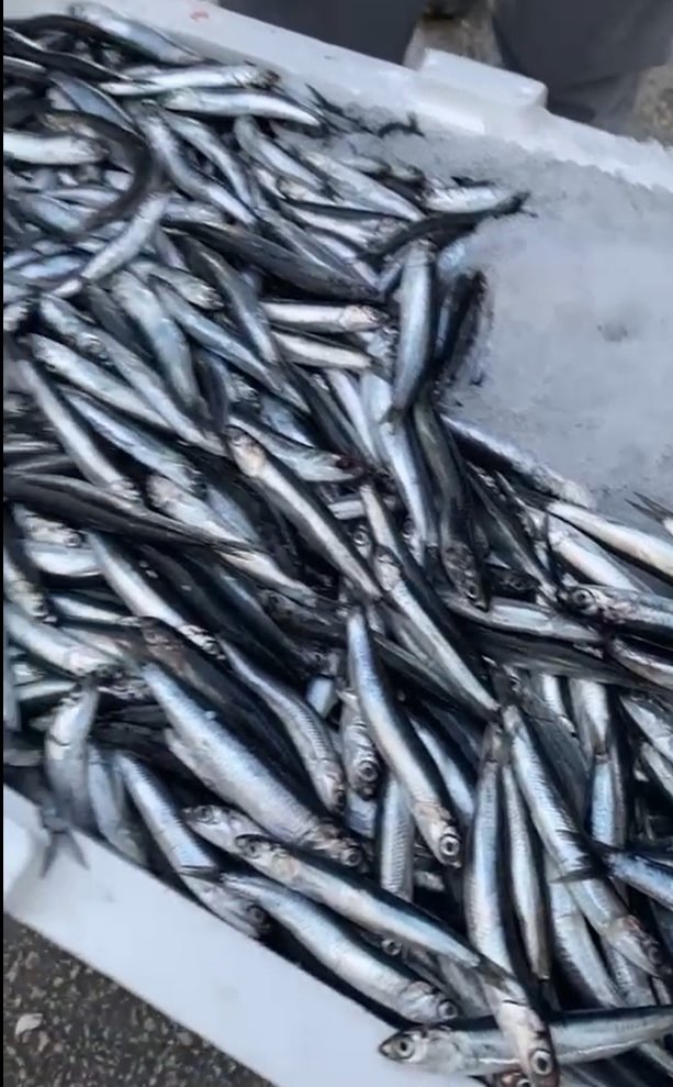 Ordu balık halinde buzhane hamsilerine yoğun talep
