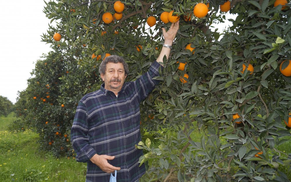 Portakalı dolu vurdu fiyatı 3'e katlandı; 'tane ile alın' önerisi yapıldı