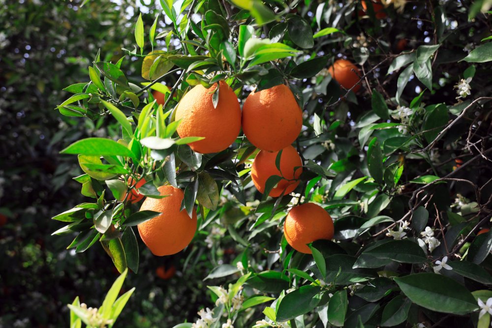 Portakalı dolu vurdu fiyatı 3'e katlandı; 'tane ile alın' önerisi yapıldı