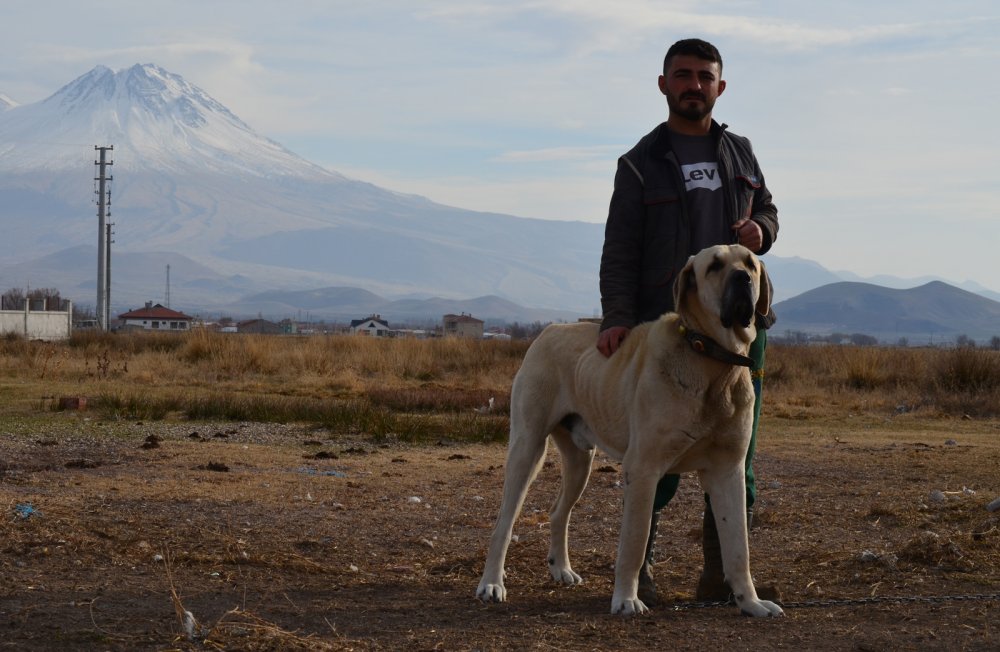 'Aksaray malaklısı' almak isteyenlere, 6 ay sonra için gün veriliyor