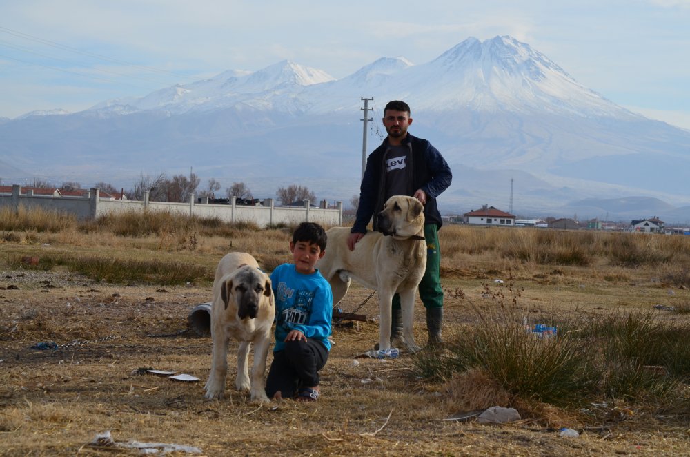 'Aksaray malaklısı' almak isteyenlere, 6 ay sonra için gün veriliyor