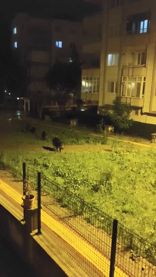 Bursa'da kent merkezine domuz sürüsü indi