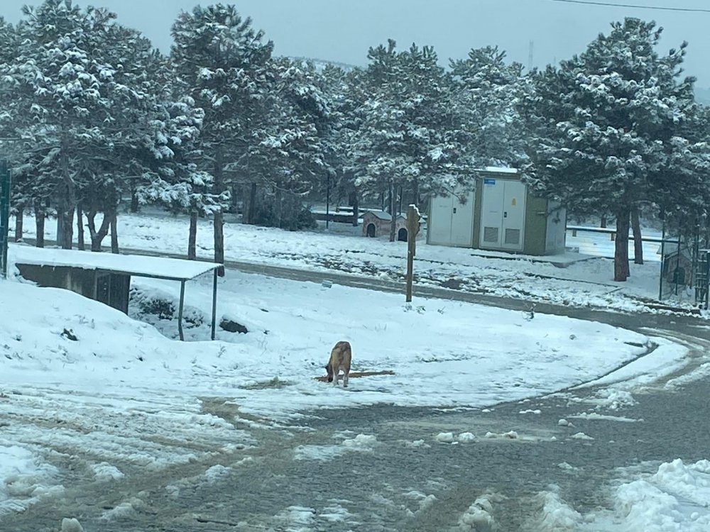 Sultangazi'de polis sokak hayvanlarını besledi
