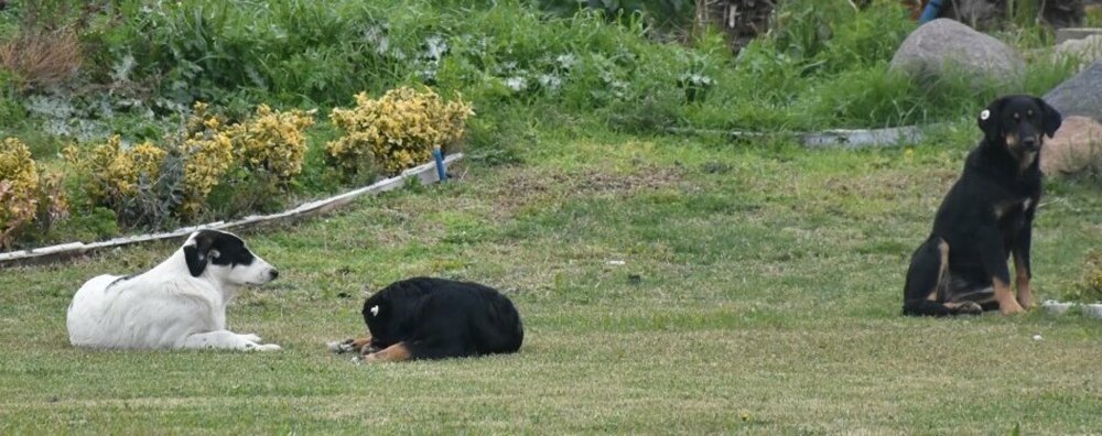 Sabah yürüyüşüne çıkan 2 kadına sokak köpekleri saldırdı; Biri denize atlayarak, diğeri vatandaşların yardımıyla kurtuldu
