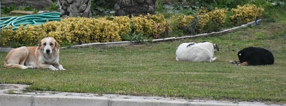 Sabah yürüyüşüne çıkan 2 kadına sokak köpekleri saldırdı; Biri denize atlayarak, diğeri vatandaşların yardımıyla kurtuldu