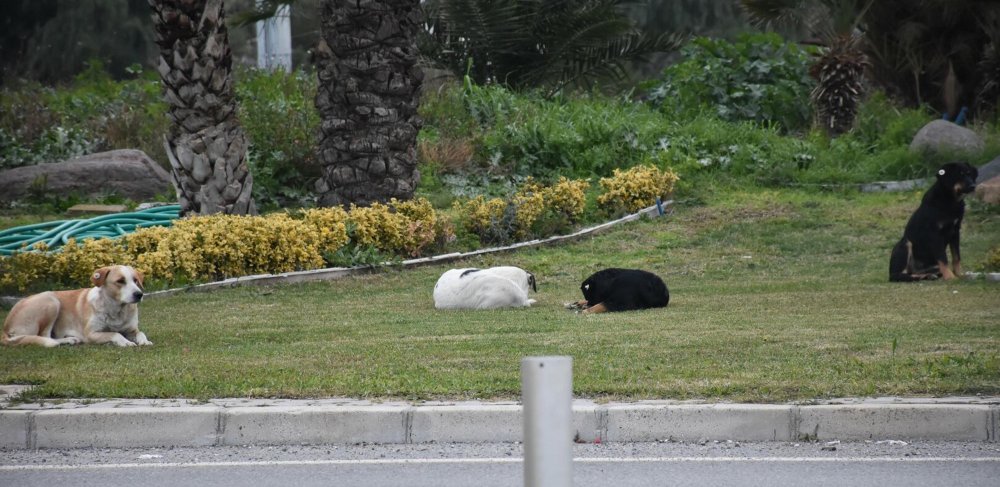 Sabah yürüyüşüne çıkan 2 kadına sokak köpekleri saldırdı; Biri denize atlayarak, diğeri vatandaşların yardımıyla kurtuldu