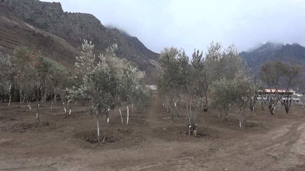 Su altında kalacak Yusufeli'nin yeni yerleşim yeri için ağaçlandırma seferberliği