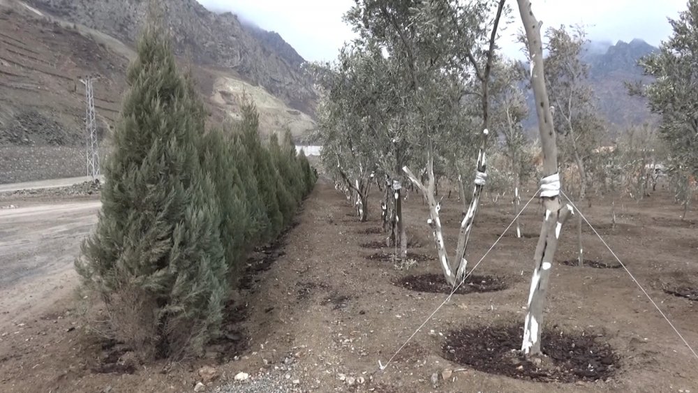 Su altında kalacak Yusufeli'nin yeni yerleşim yeri için ağaçlandırma seferberliği