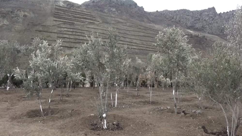 Su altında kalacak Yusufeli'nin yeni yerleşim yeri için ağaçlandırma seferberliği