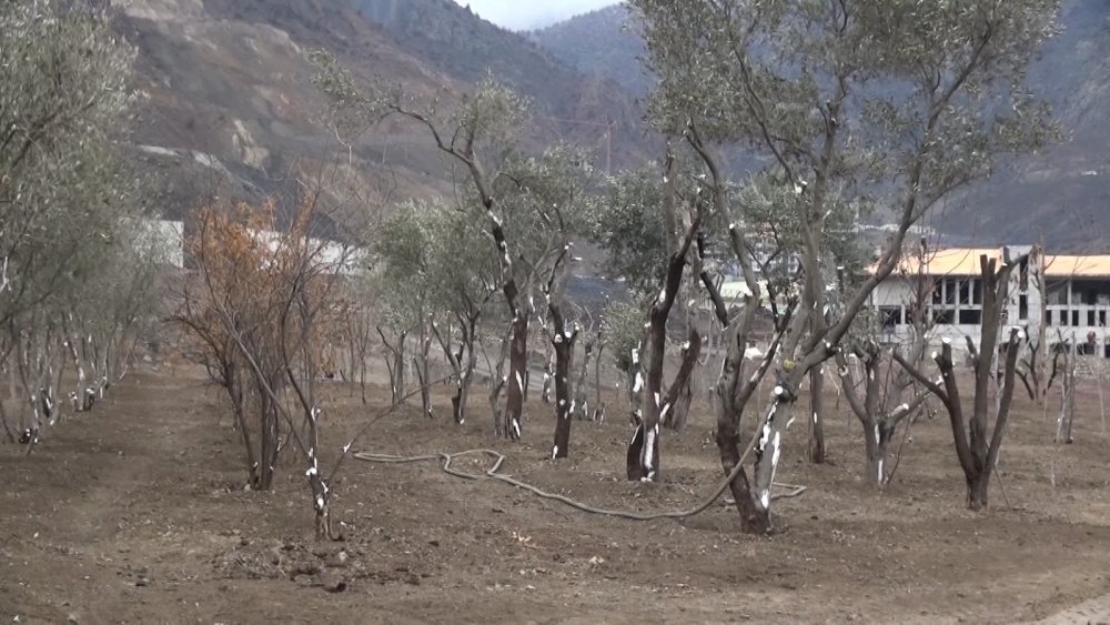 Su altında kalacak Yusufeli'nin yeni yerleşim yeri için ağaçlandırma seferberliği