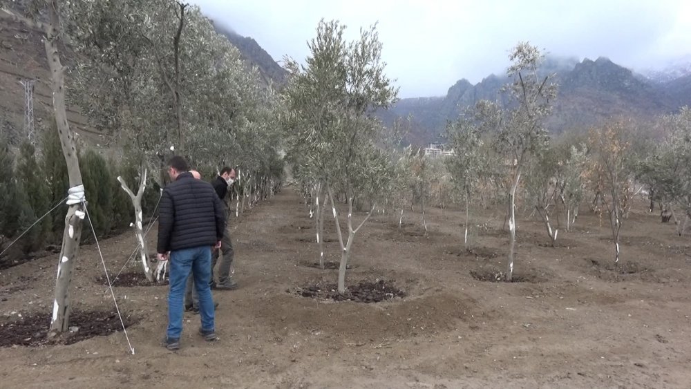 Su altında kalacak Yusufeli'nin yeni yerleşim yeri için ağaçlandırma seferberliği