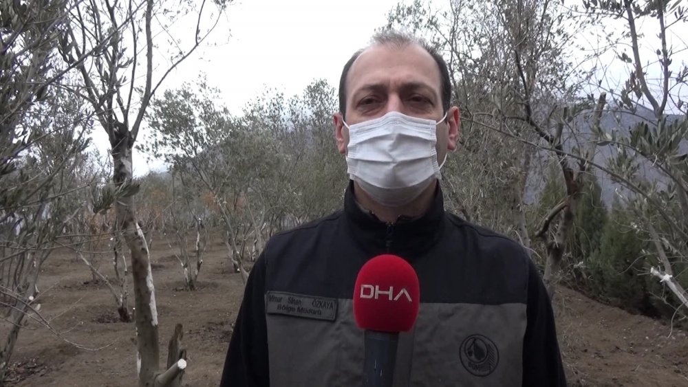 Su altında kalacak Yusufeli'nin yeni yerleşim yeri için ağaçlandırma seferberliği