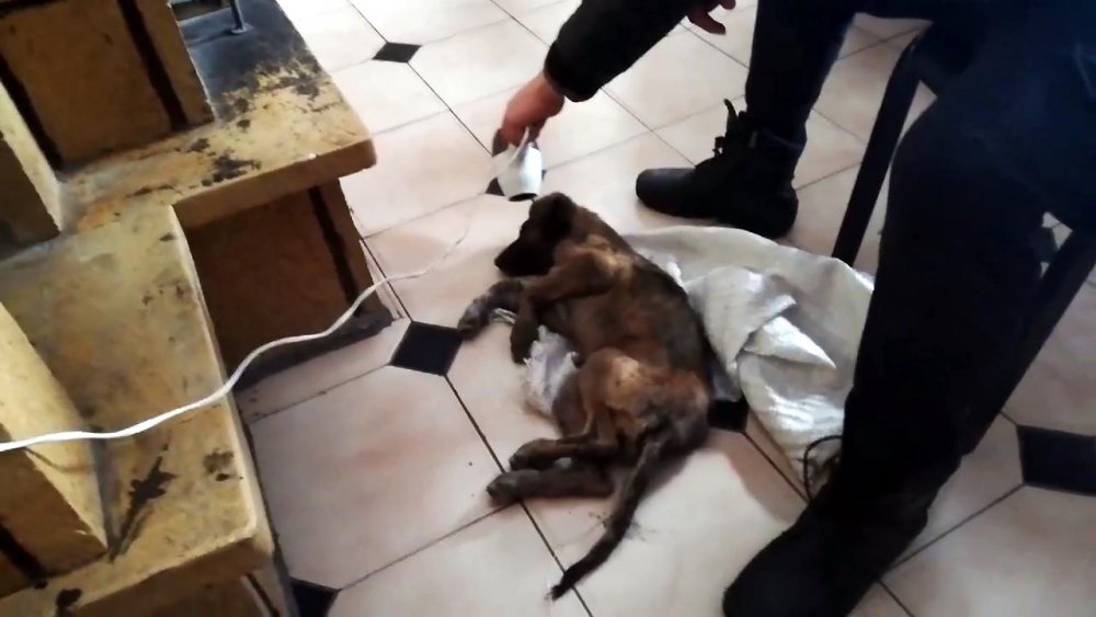 İş insanı, donmak üzereyken bulduğu köpeği hayata döndürdü