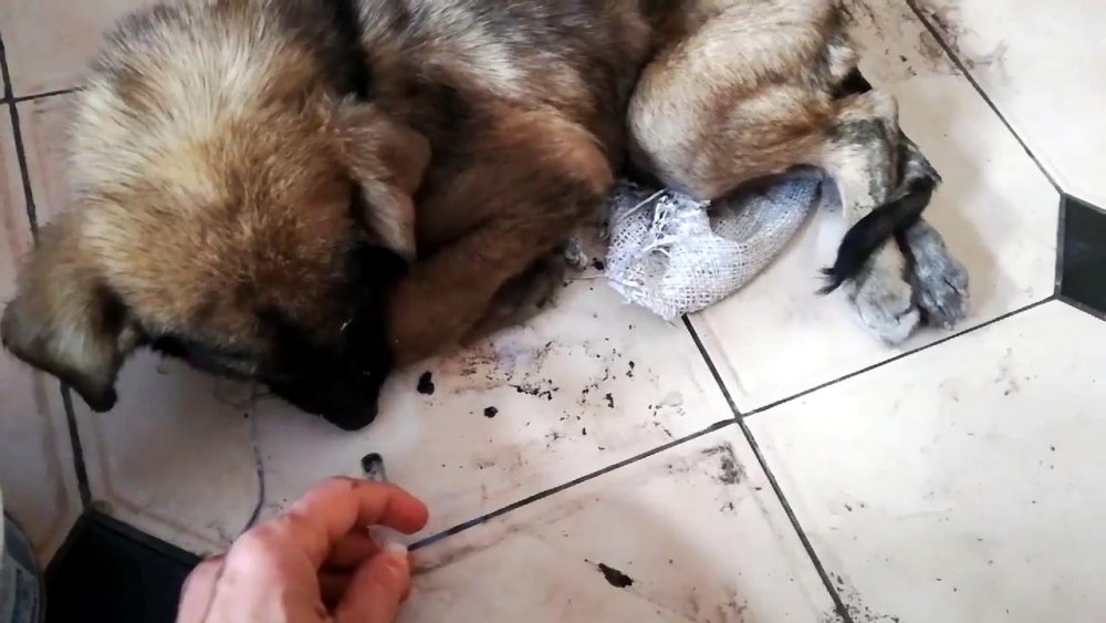 İş insanı, donmak üzereyken bulduğu köpeği hayata döndürdü